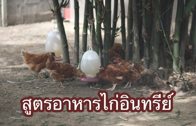 สูตรอาหารไก่อินทรีย์ ให้พลังงานสูง โดยเกษตรกรรุ่นใหม่!